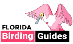 Florida Birding Guides